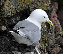 Black-legged Kittiwake