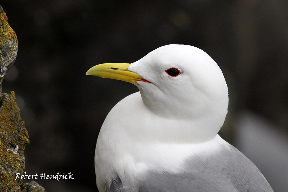 Black-legged Kittiwake