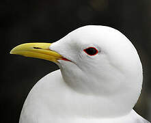 Black-legged Kittiwake