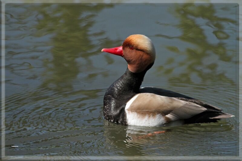 Red-crested Pochard