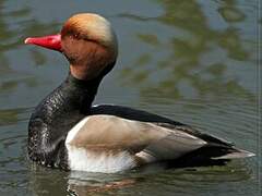 Red-crested Pochard