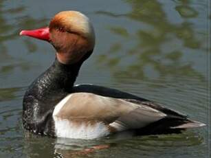 Nette rousse