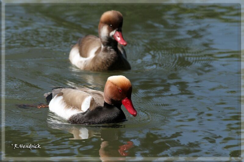 Nette rousse