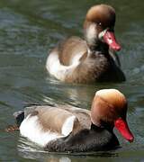 Red-crested Pochard