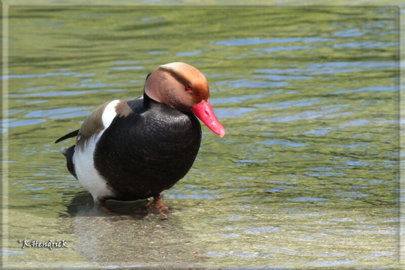 Red-crested Pochard