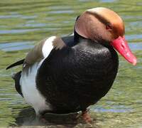 Red-crested Pochard