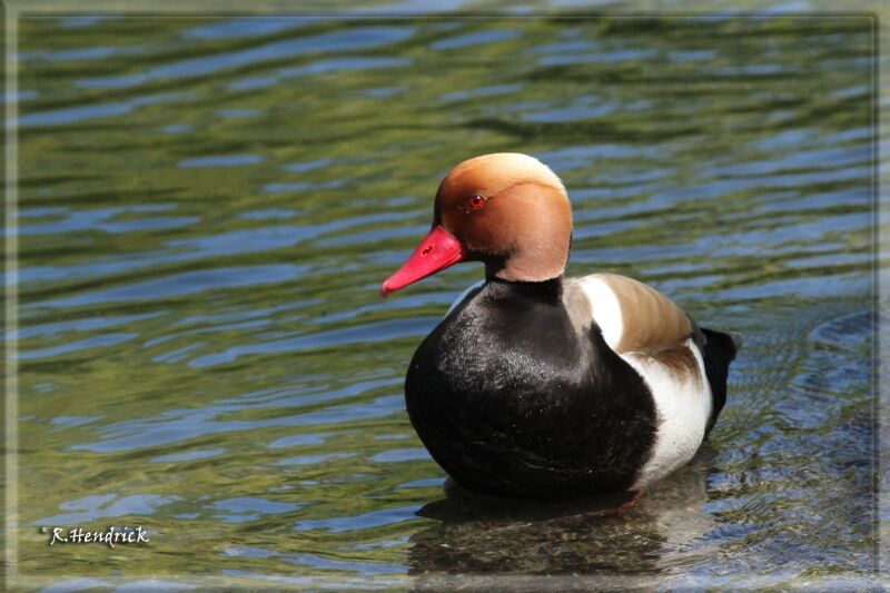 Red-crested Pochard