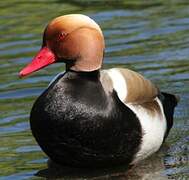 Red-crested Pochard