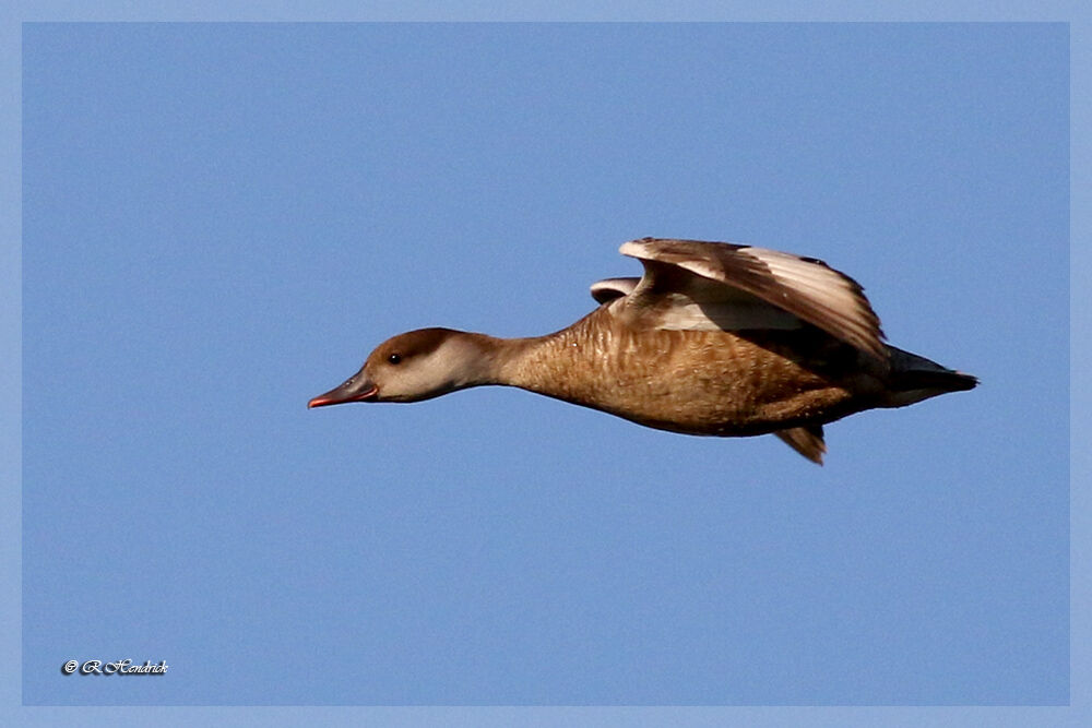 Red-crested Pochard