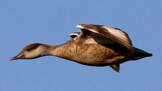 Red-crested Pochard