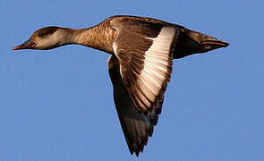 Red-crested Pochard