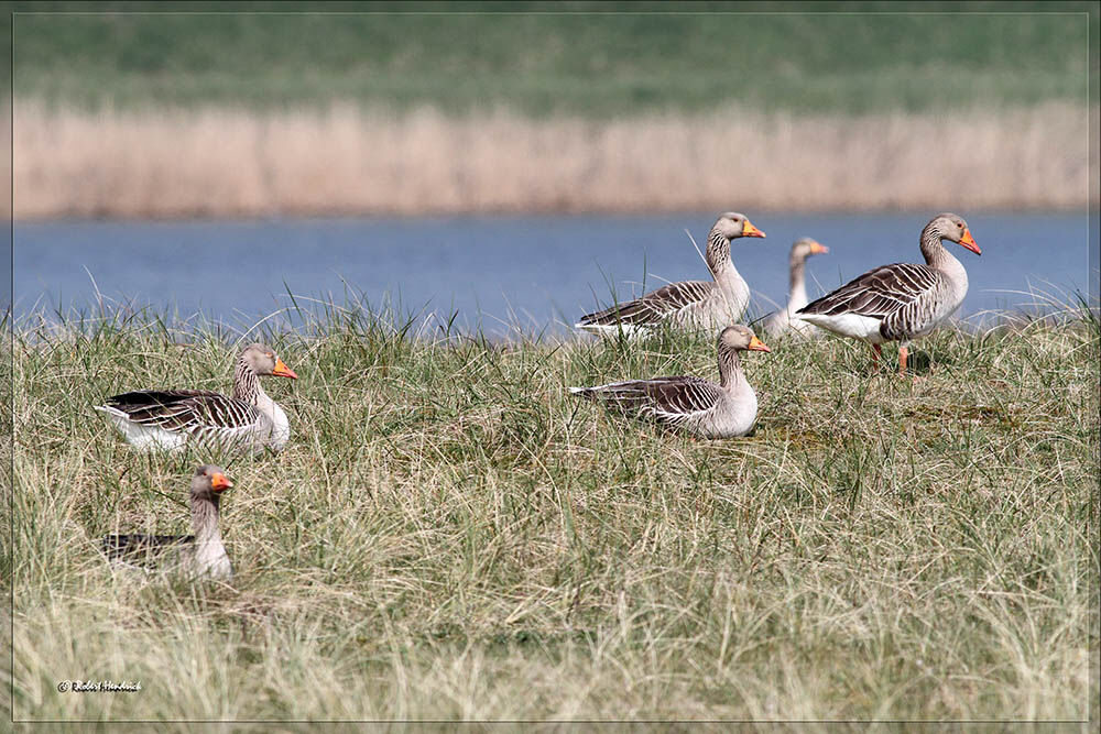 Greylag Goose