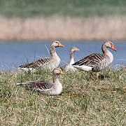 Greylag Goose