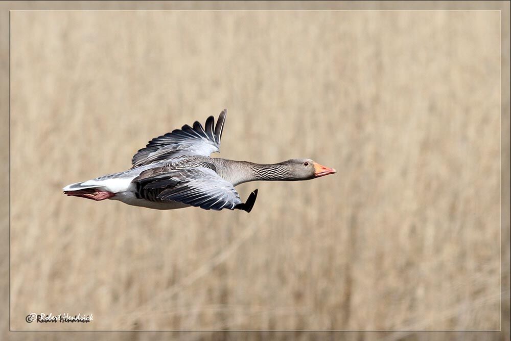 Greylag Goose