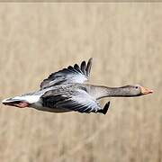 Greylag Goose