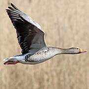 Greylag Goose