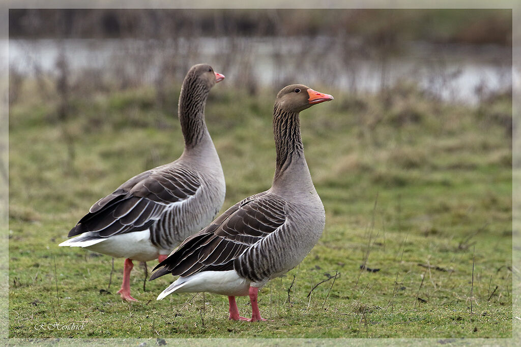 Greylag Goose