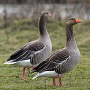 Greylag Goose