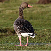 Greylag Goose