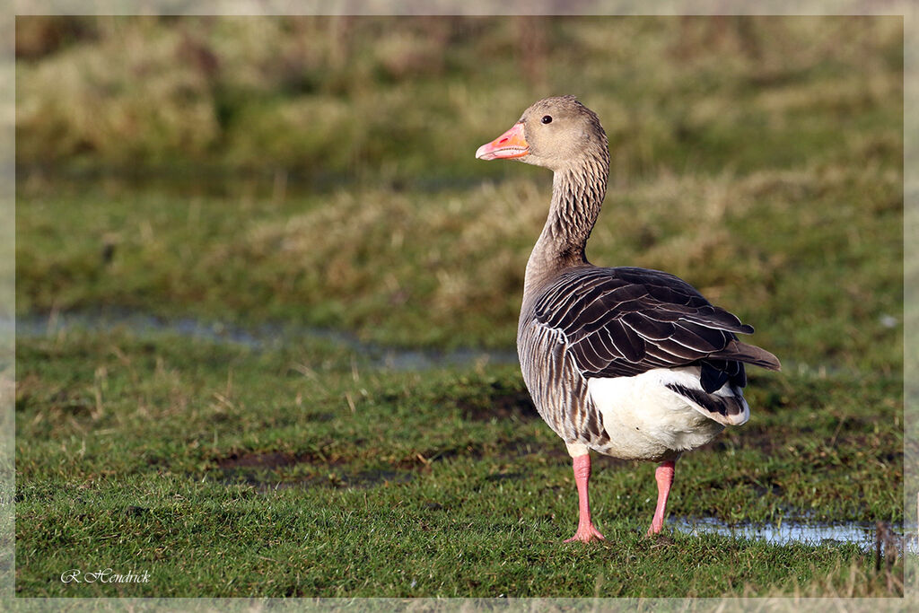 Greylag Goose