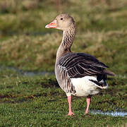 Greylag Goose