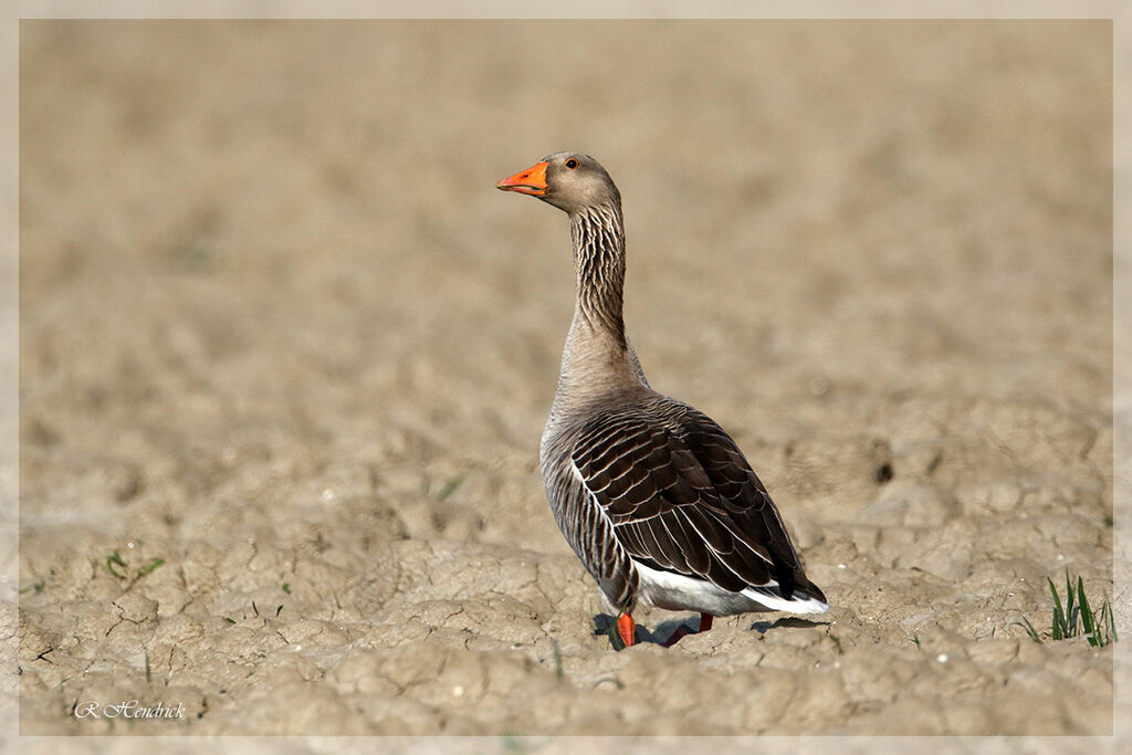 Greylag Goose