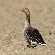 Greylag Goose