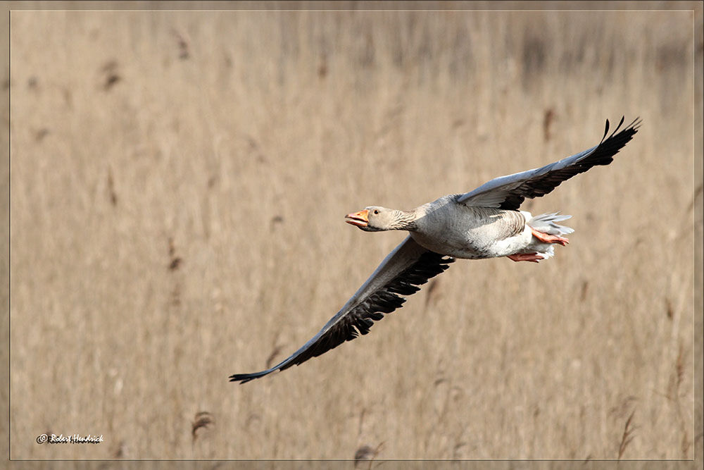 Greylag Goose