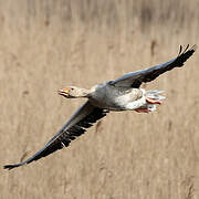 Greylag Goose