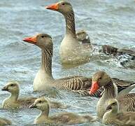 Greylag Goose