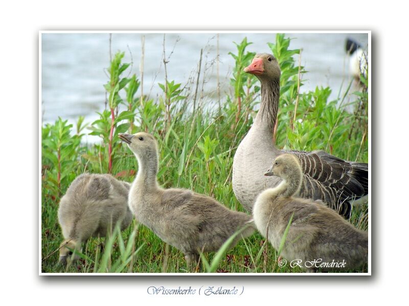 Greylag Goose