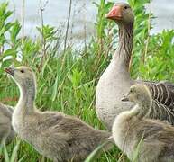 Greylag Goose