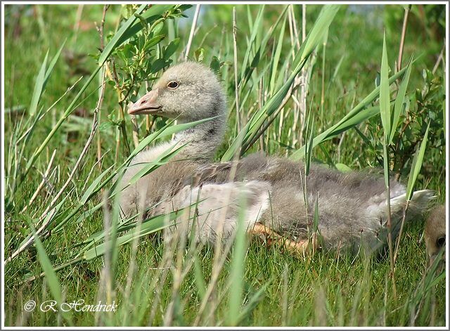 Greylag Goose