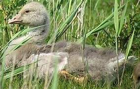 Greylag Goose