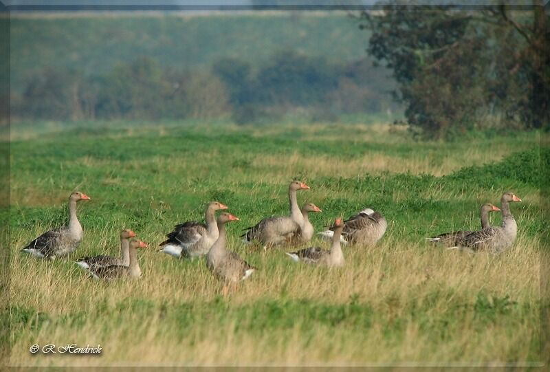 Greylag Goose