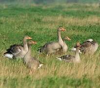 Greylag Goose