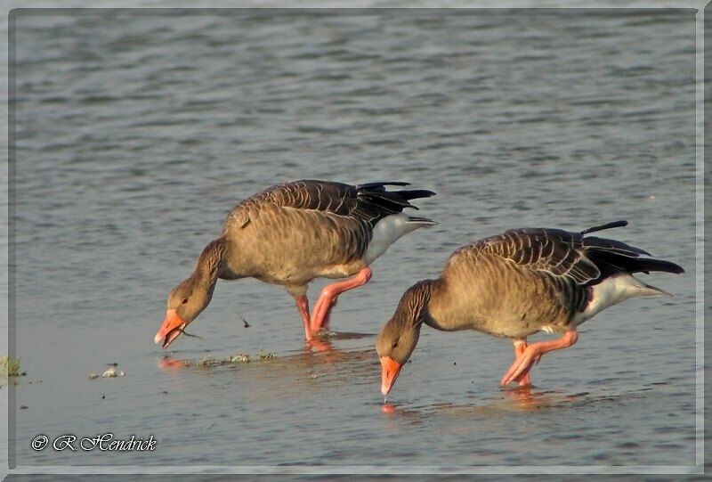 Greylag Goose