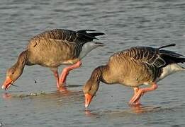 Greylag Goose