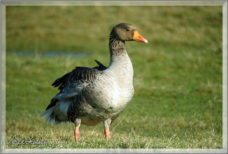 Greylag Goose