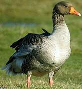 Greylag Goose