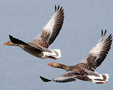 Greylag Goose