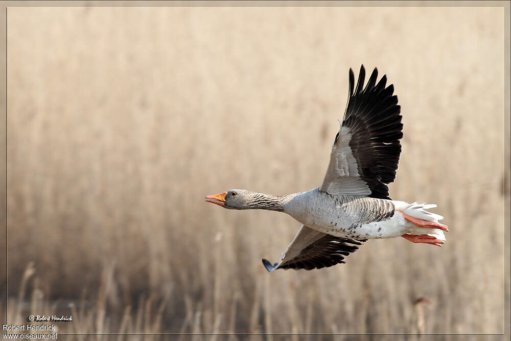 Greylag Goose, Flight