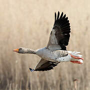 Greylag Goose