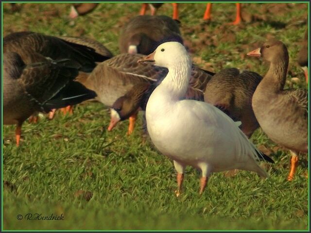 Snow Goose