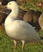 Snow Goose