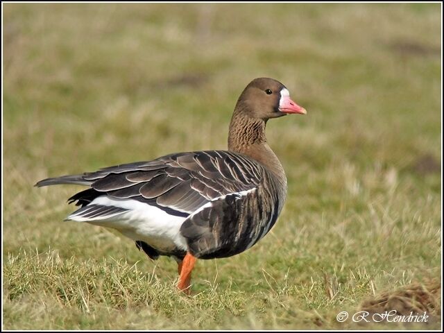 Greater White-fronted Goose