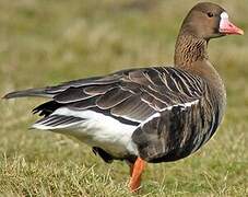 Greater White-fronted Goose