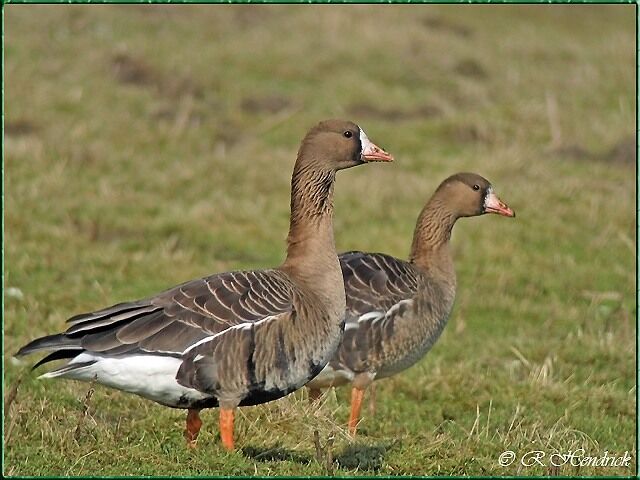 Greater White-fronted Goose