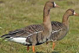 Greater White-fronted Goose