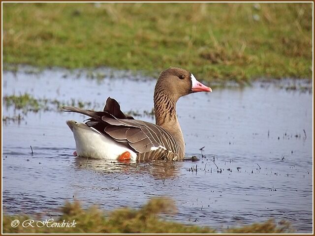 Greater White-fronted Goose